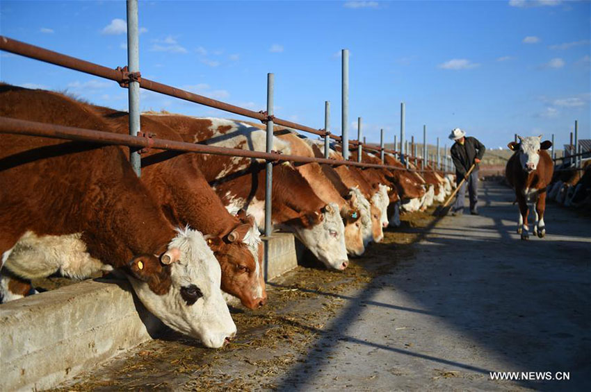 Mongólia Interior: Primeira regi?o aut?noma da China celebra 70o aniversário