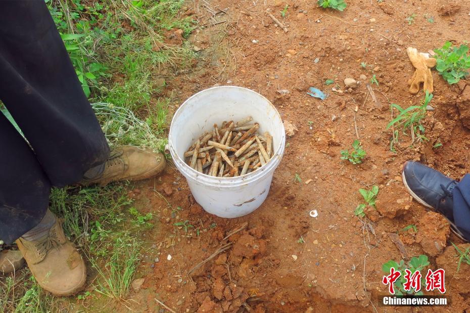 Mil balas de espingarda encontradas em campo de cultivo em Hubei