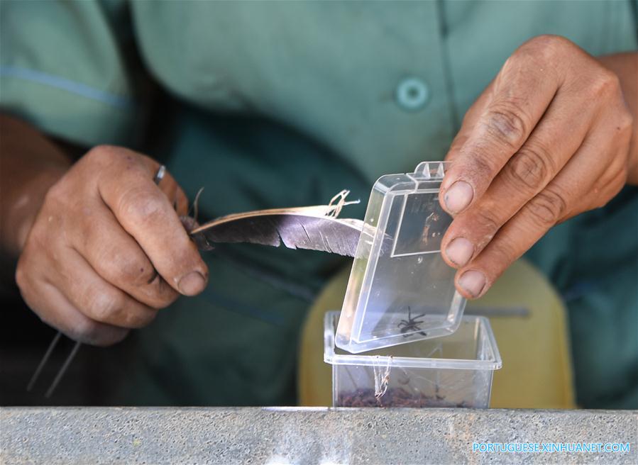 Cria??o de aranhas alivia pobreza em vila do sul da China