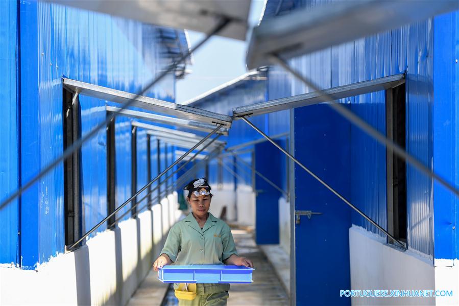 Cria??o de aranhas alivia pobreza em vila do sul da China