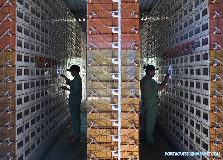 Cria??o de aranhas alivia pobreza em vila do sul da China