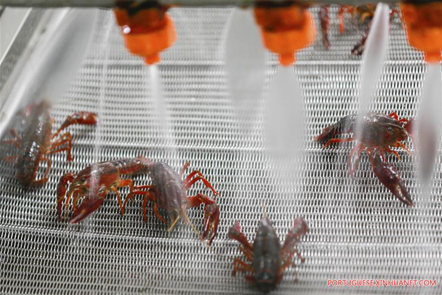 Valor anual de produ??o de lagostas na China ultrapassa 1,47 bilh?es de dólares