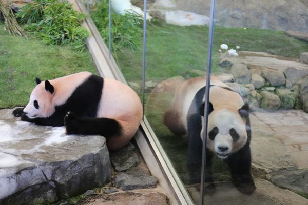 Três pandas gigantes criados no Jap?o retornam à China