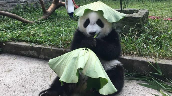 Insólito: Pandas vestem chapéus customizados para combater temperaturas elevadas