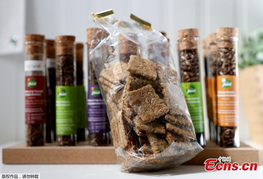Fazenda na Bélgica confeciona biscoitos com grilos