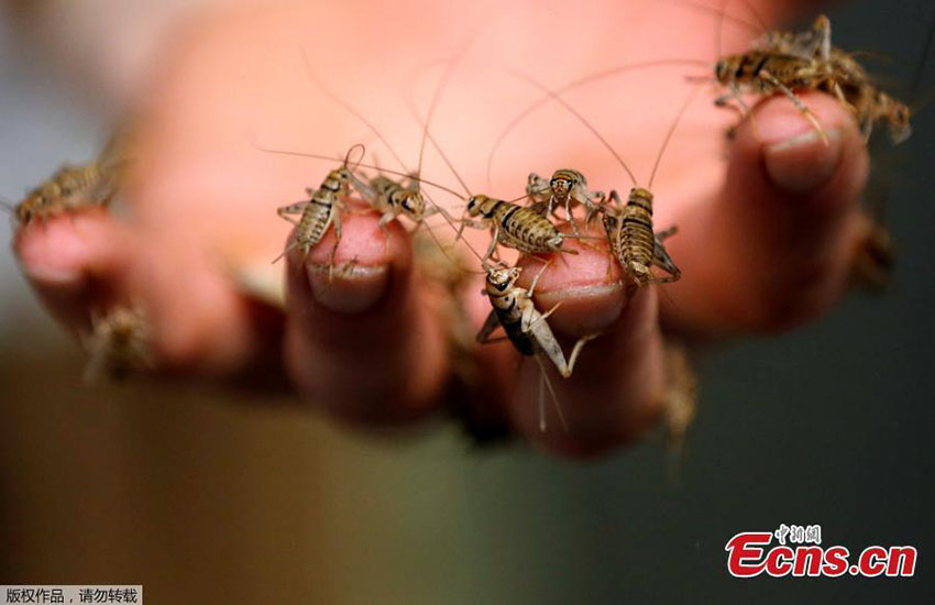 Fazenda na Bélgica confeciona biscoitos com grilos