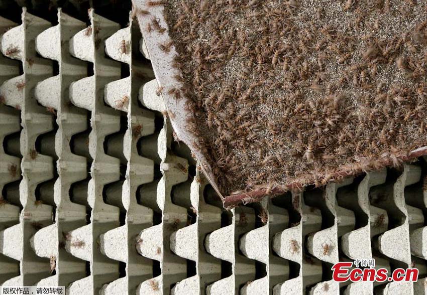 Fazenda na Bélgica confeciona biscoitos com grilos