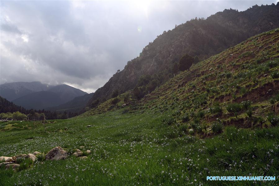 Cenário de ver?o das montanhas Qilian no noroeste da China