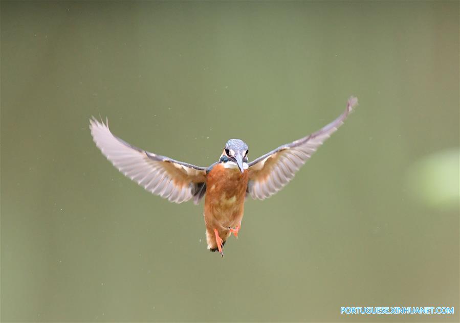 Martim-pescador captura peixe em Fuzhou no sudeste da China