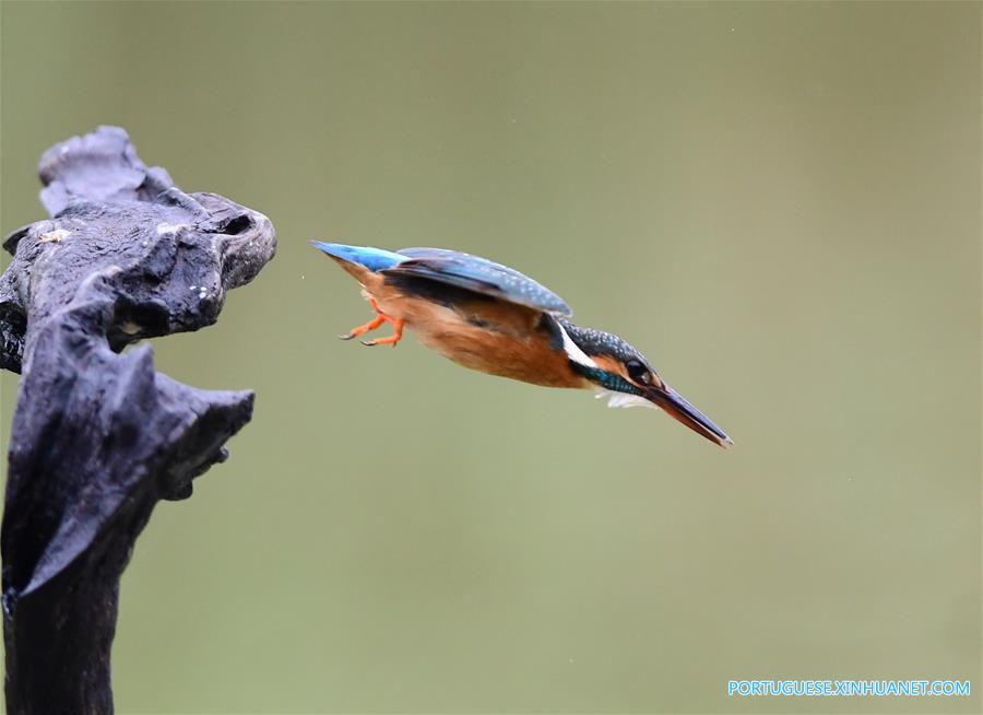 Martim-pescador captura peixe em Fuzhou no sudeste da China