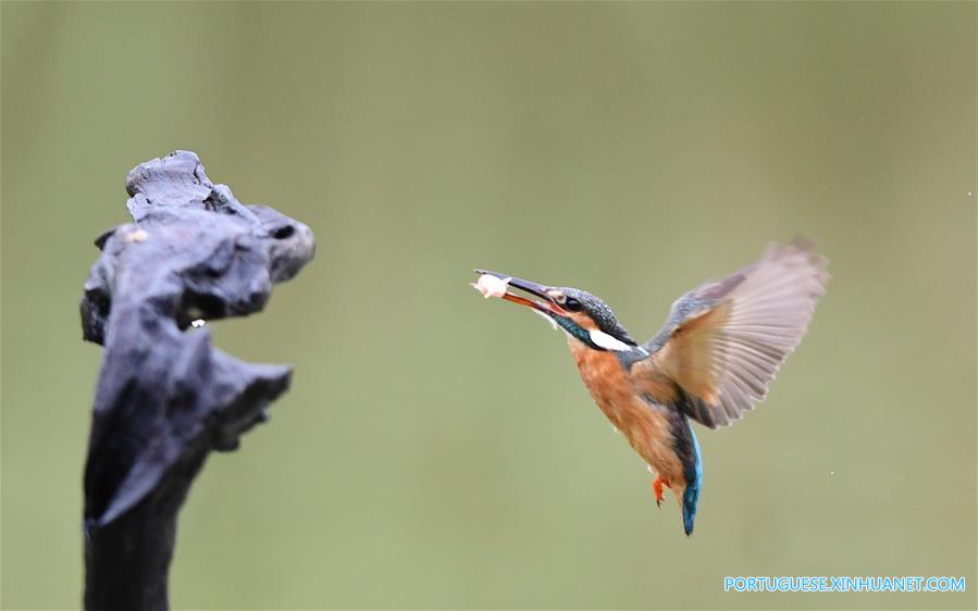 Martim-pescador captura peixe em Fuzhou no sudeste da China