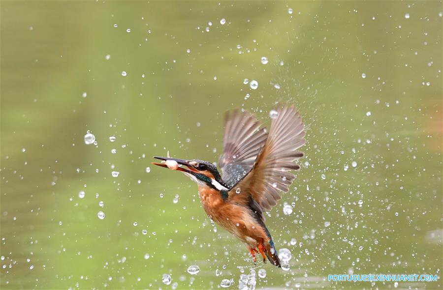 Martim-pescador captura peixe em Fuzhou no sudeste da China