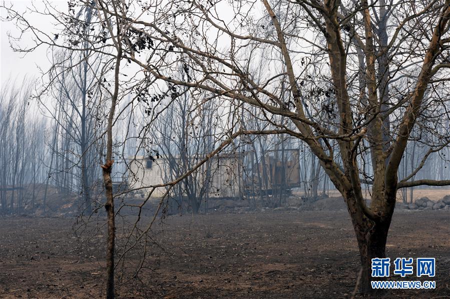 Incêndio florestal em Portugal: últimos números confirmam 64 mortes e 160 feridos
