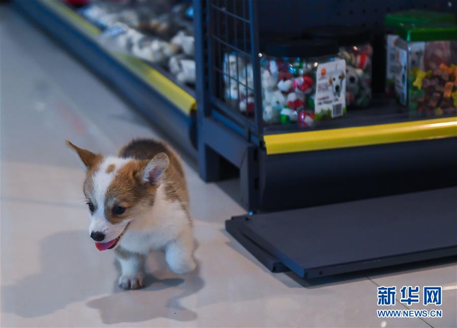 “Vila dos animais de estima??o” estimula o desenvolvimento do município de Pinyang