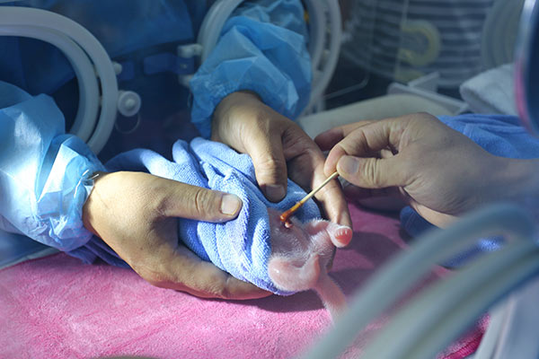 Três pandas nascem no noroeste da China