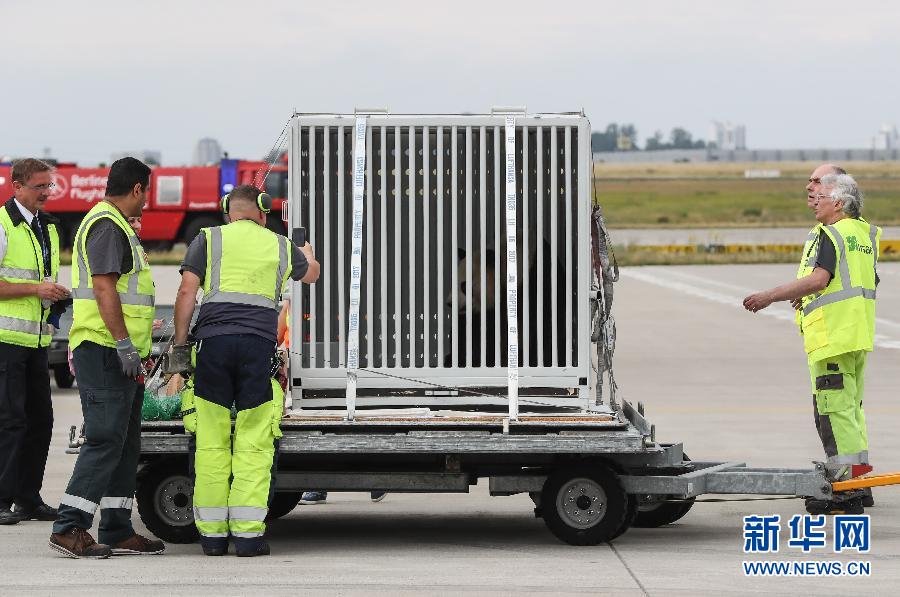 Pandas gigantes chegam a Berlim