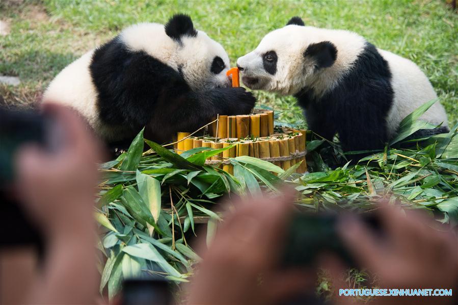 Filhotes gêmeos de panda em Macau celebram 1o aniversário