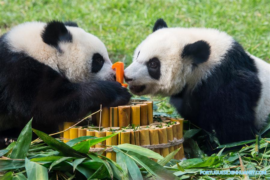 Filhotes gêmeos de panda em Macau celebram 1o aniversário