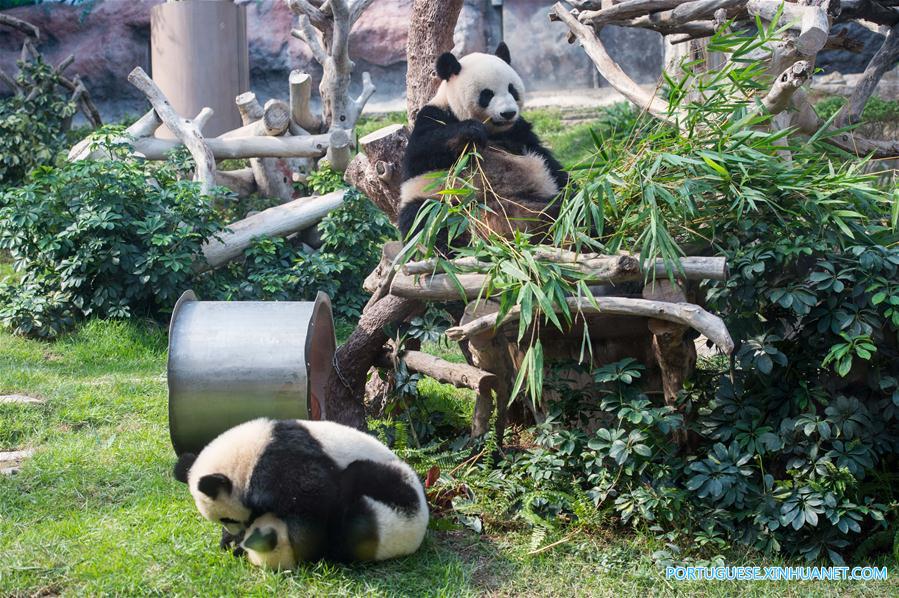 Filhotes gêmeos de panda em Macau celebram 1o aniversário