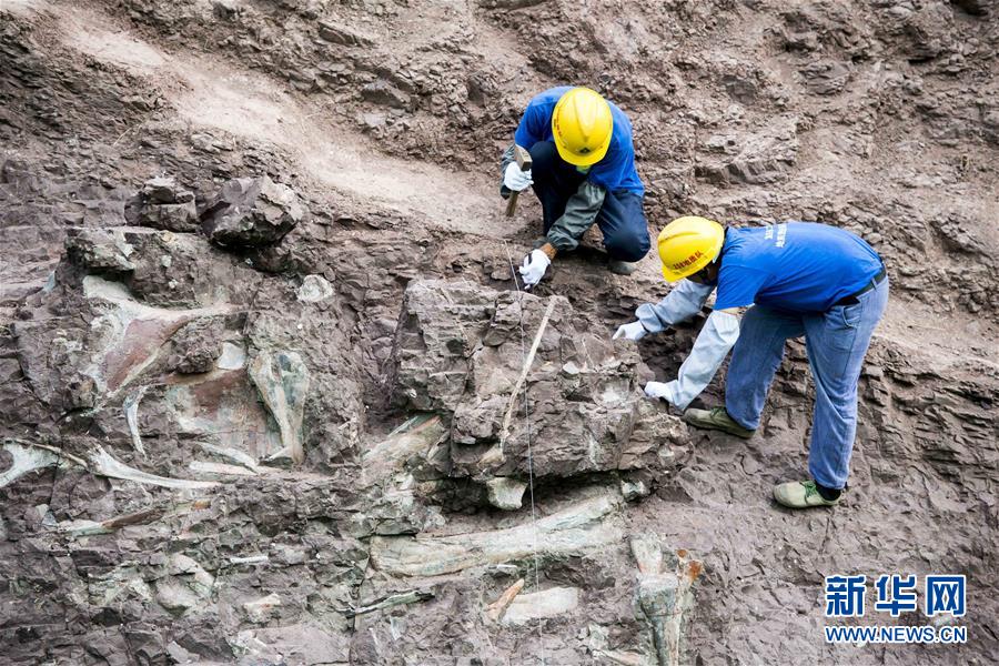 Fósseis de dinossauro descobertos em Chongqing s?o de “importancia mundial”, dizem paleontologistas chineses