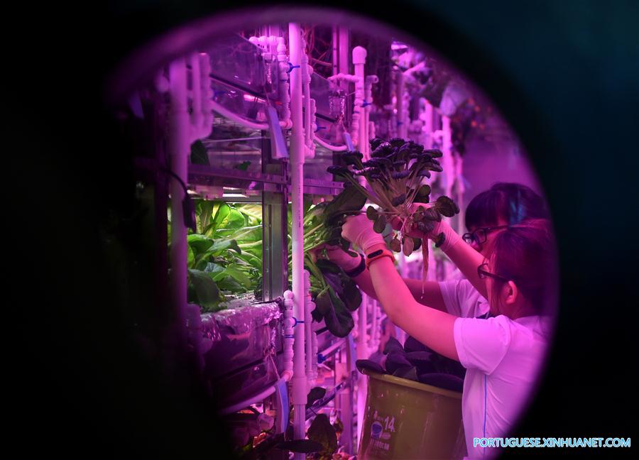 2o grupo voluntário entra na 