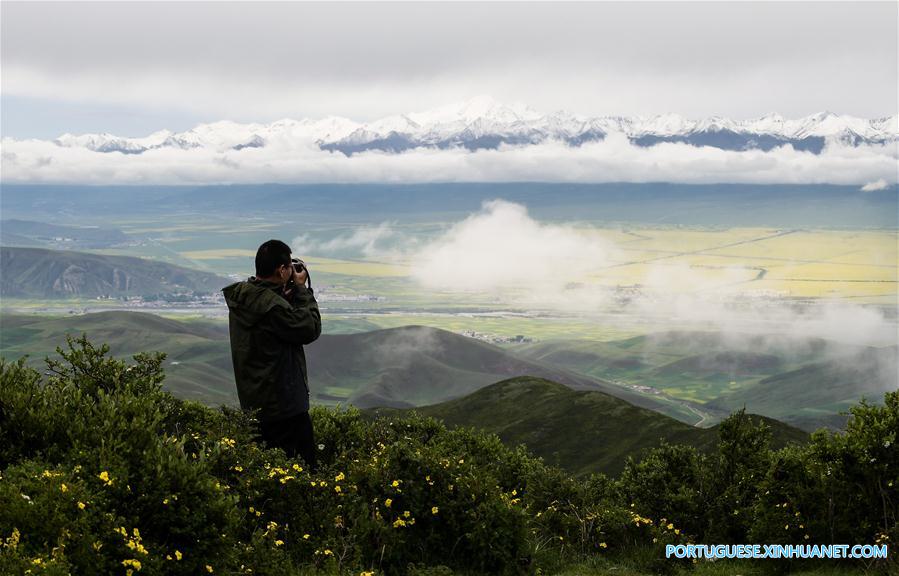 Turistas apreciam flores de canola em Qinghai