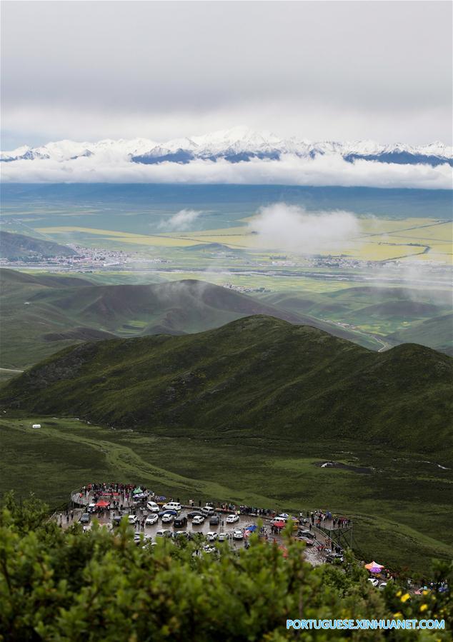 Turistas apreciam flores de canola em Qinghai