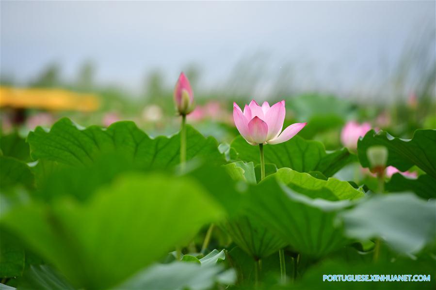 Flores de lótus no lago Longhu em Henan