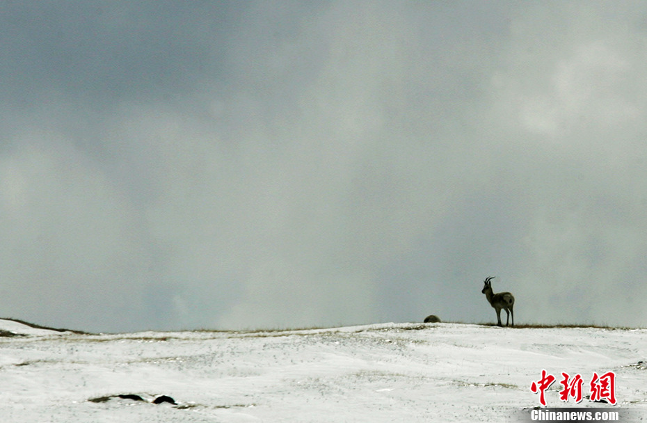 Galeria: Kekexili registrada como patrim?nio natural da humanidade pela UNESCO