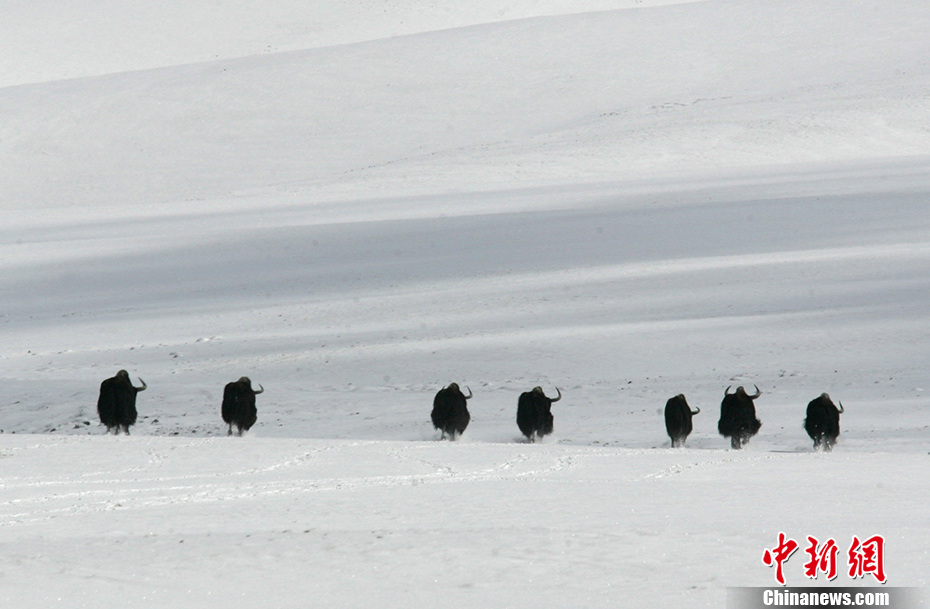 Galeria: Kekexili registrada como patrim?nio natural da humanidade pela UNESCO
