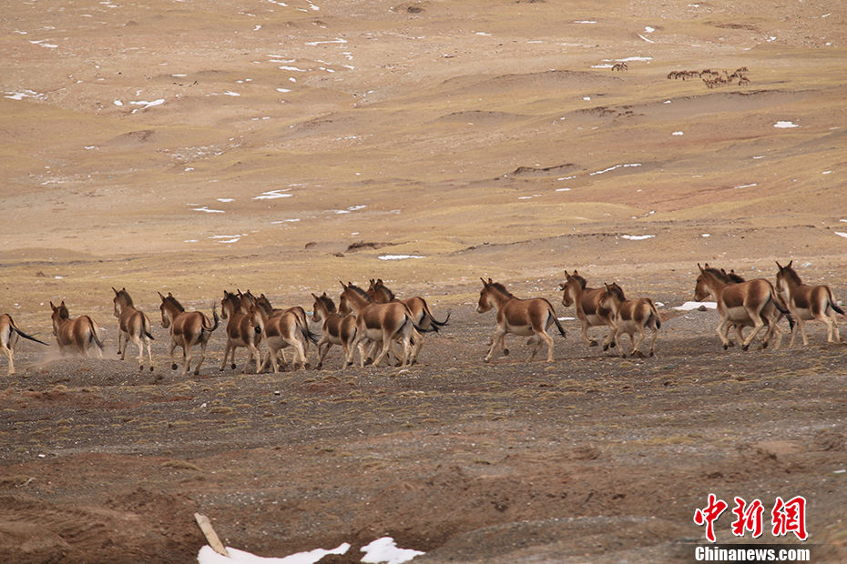Galeria: Kekexili registrada como patrim?nio natural da humanidade pela UNESCO