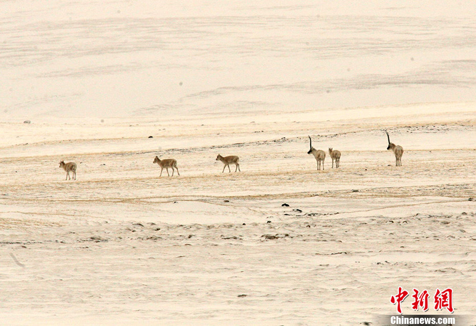 Galeria: Kekexili registrada como patrim?nio natural da humanidade pela UNESCO