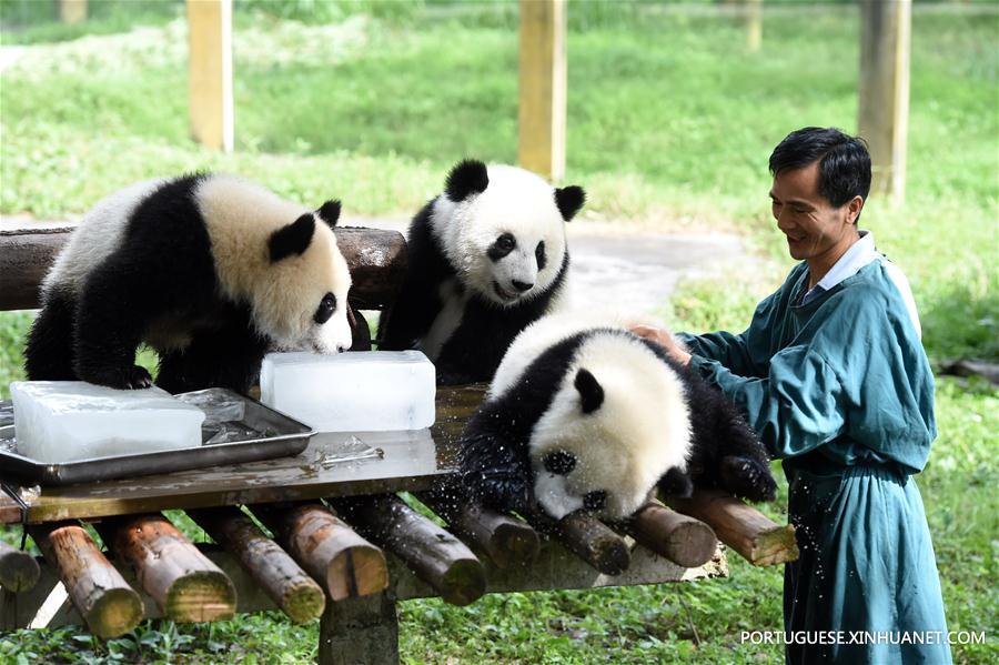 Zoológicos da China tomam medidas para refrescar animais durante calor intenso