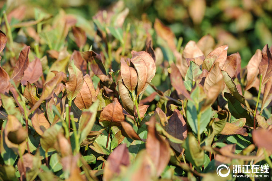 Temperaturas altas afetam safra de chá Longjing no leste da China