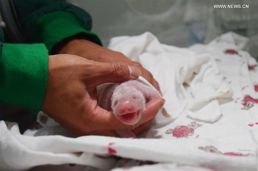 Nasce primeiro filhote de panda gigante de progenitores em estado selvagem e em cativeiro