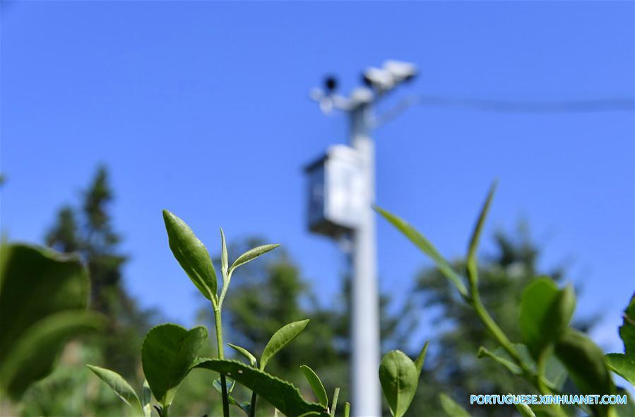 Sistema de cameras de vigilancia ajuda a monitorar planta??o de chá em Hubei