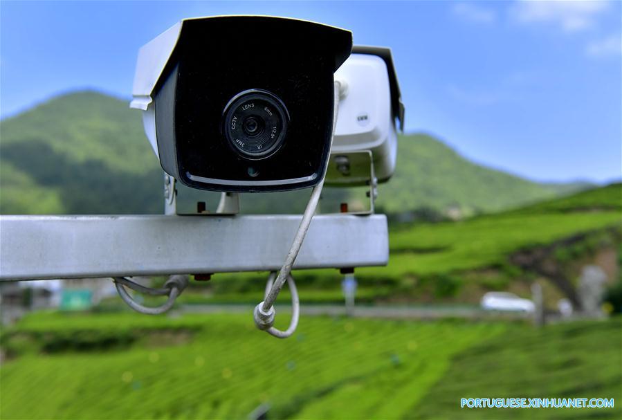 Sistema de cameras de vigilancia ajuda a monitorar planta??o de chá em Hubei