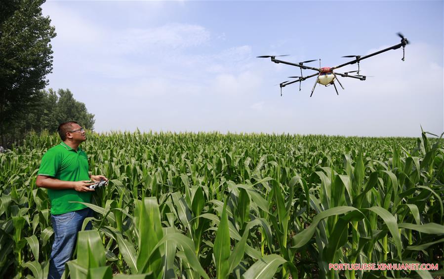 Planta??o de milho é pulverizada por drones em Hebei