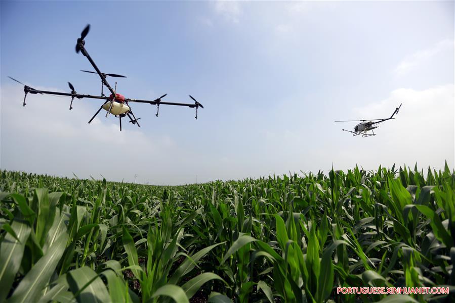 Planta??o de milho é pulverizada por drones em Hebei