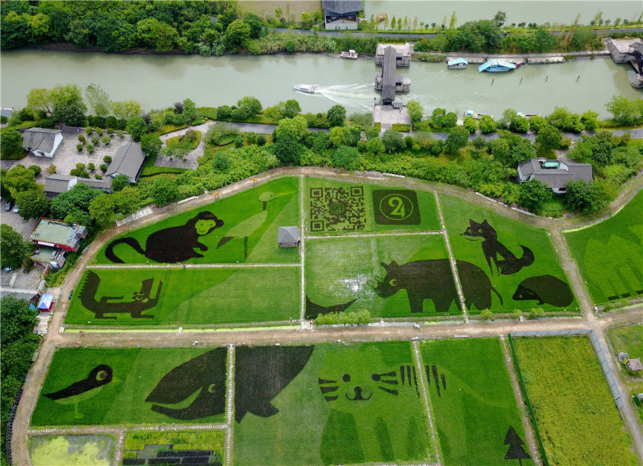 Campos de arroz em Hangzhou transformados em “jardim zoológico”