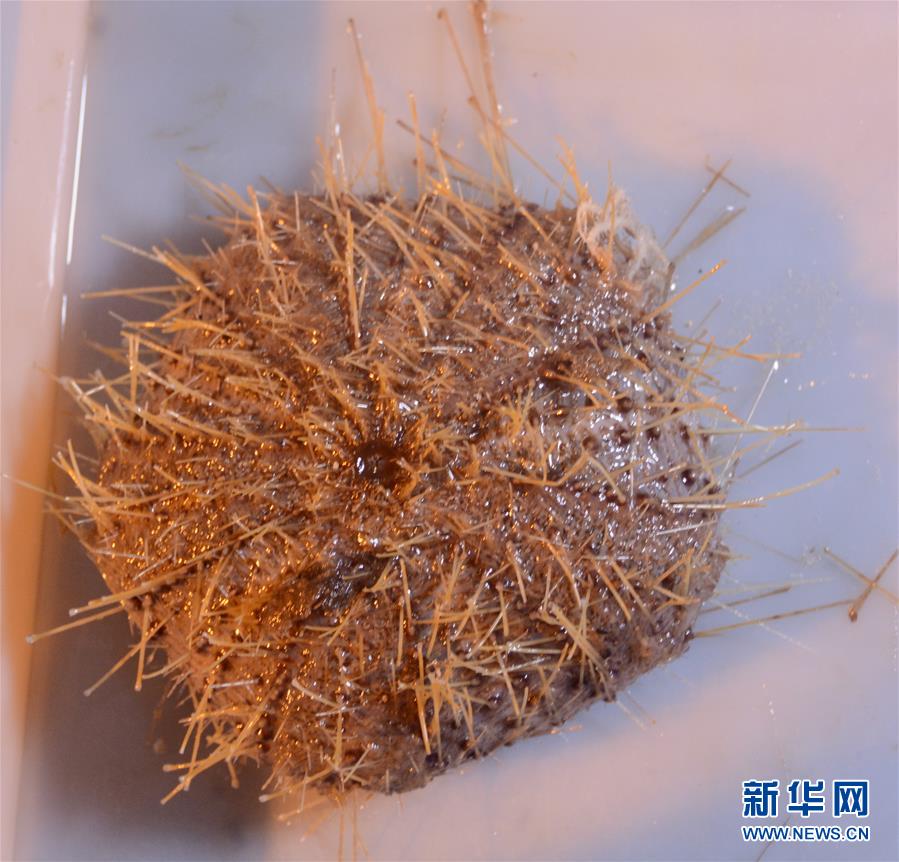 ROV chinês recolhe amostras no oceano Pacífico Ocidental