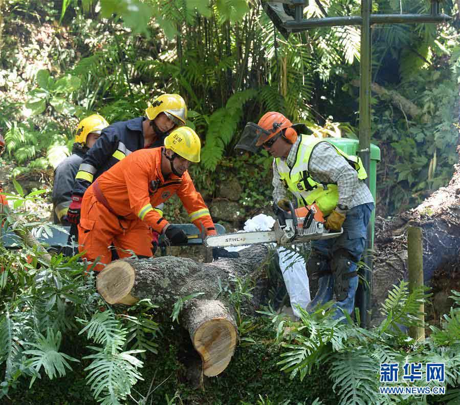 Queda de árvore mata 13 na Ilha da Madeira