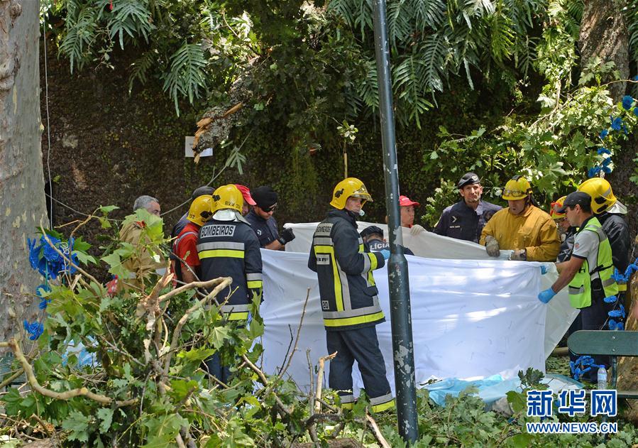 Queda de árvore mata 13 na Ilha da Madeira