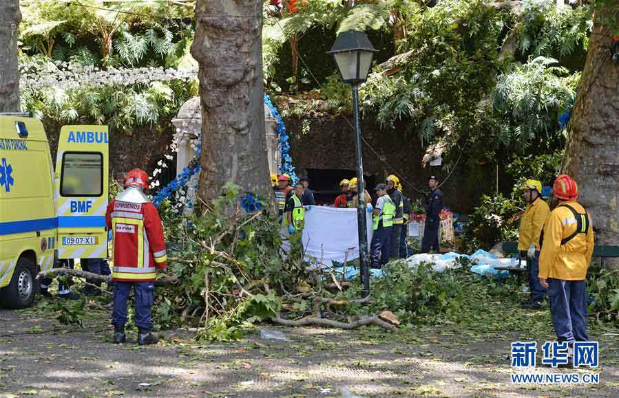 Queda de árvore mata 13 na Ilha da Madeira