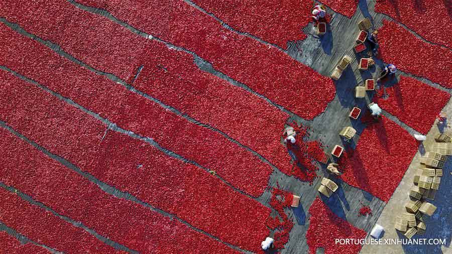 Alde?es secam tomates em Xinjiang, no noroeste da China