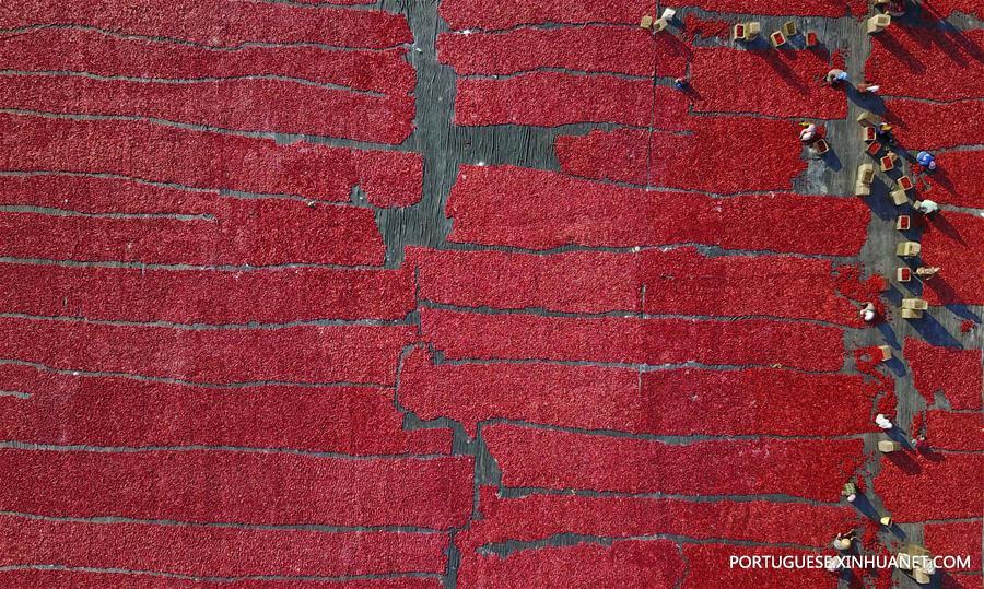 Alde?es secam tomates em Xinjiang, no noroeste da China