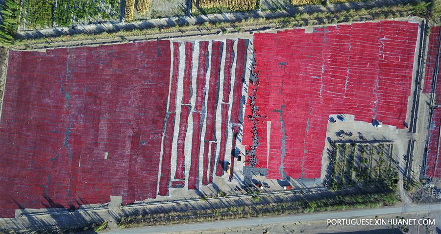 Alde?es secam tomates em Xinjiang, no noroeste da China
