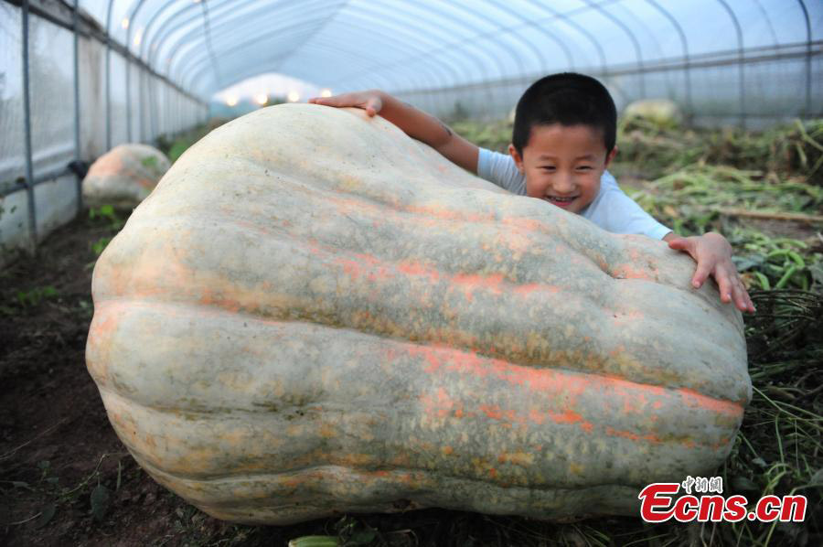 Abóboras gigantes em exibi??o em Anhui