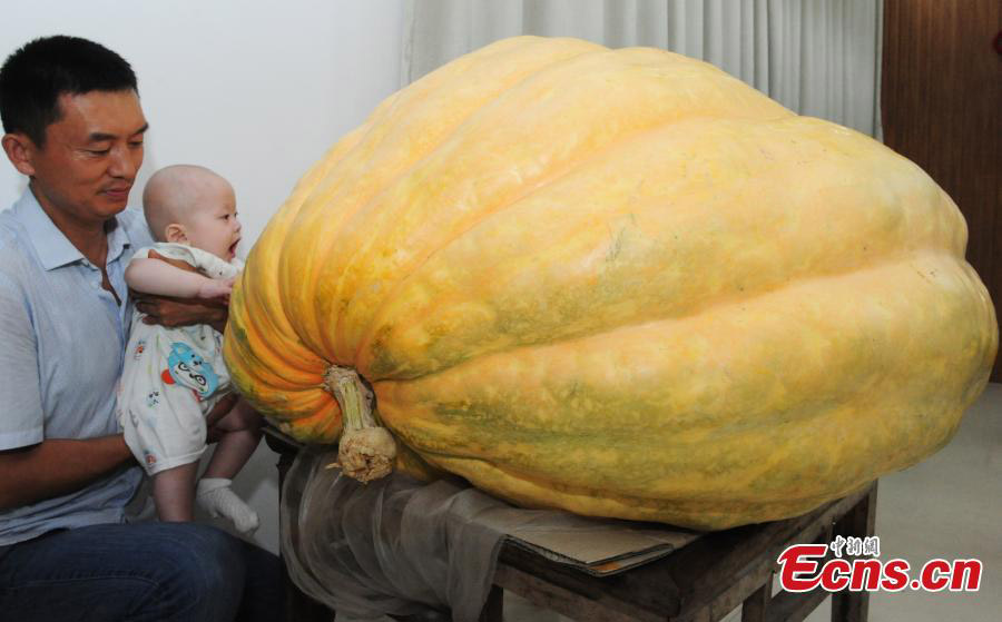 Abóboras gigantes em exibi??o em Anhui