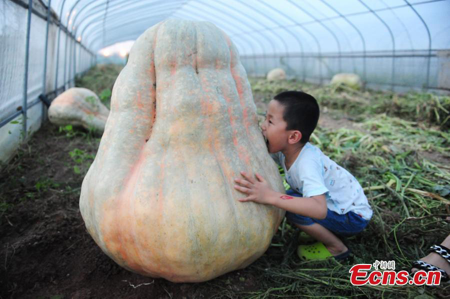 Abóboras gigantes em exibi??o em Anhui